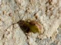 Sminthurus viridis